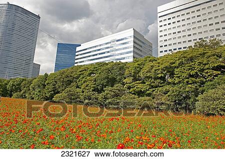 Stock Photo - Red Poppies Growing In A Field In An Urban Area Beside Business Office Buildings; Tokyo Japan. Fotosearch