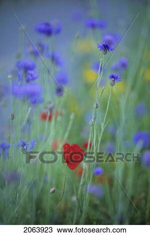 Red Poppy In Field Of Bachelor Button's (Cornflowers), Whistler, Bc View Large Photo Image Stock Image - Red Poppy In Field Of Bachelor Button's (Cornflowers), Whistler, Bc. Fotosearch