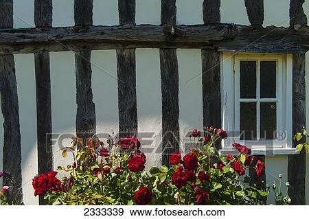 Red roses growing beside old timber framed house; Great wilbraham cambridgeshire england View Large Photo Image Stock Photo - Red roses growing beside old timber framed house; Great wilbraham cambridgeshire england. Fotosearch