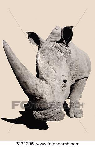 Rhinoceros; Africa View Large Photo Image Stock Photography - Rhinoceros; Africa. Fotosearch