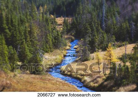 River Runs Through Spruce, Pine And Larch Forest Cape Breton Highlands National Park. View Large Photo Image Stock Photo - River Runs Through Spruce, Pine And Larch Forest Cape Breton Highlands National Park.. Fotosearch