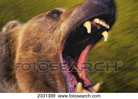 Stock Photo - Roaring grizzly bear's face rocky mountains; United states of america. Fotosearch