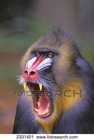Stock Image - Roaring mandrill baboon; Florida united states of america. Fotosearch