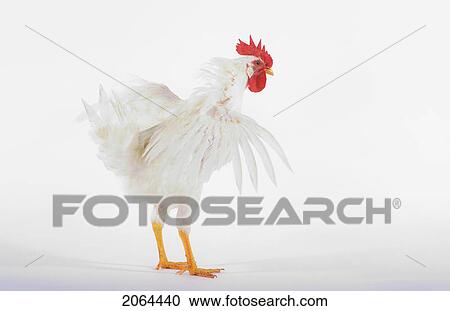 Rooster. View Large Photo Image Stock Image - Rooster.. Fotosearch