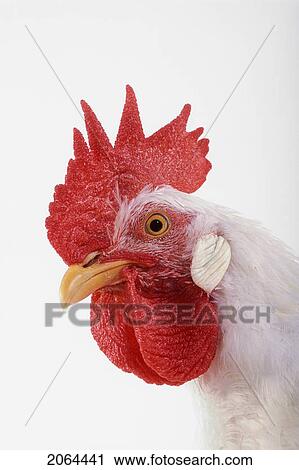 Rooster. View Large Photo Image Stock Image - Rooster.. Fotosearch