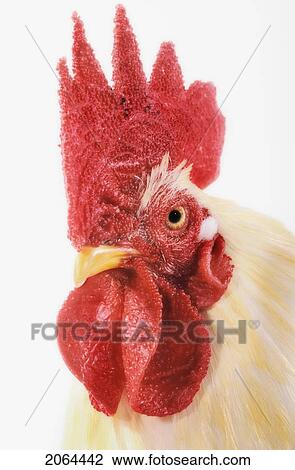 Stock Image - Rooster.. Fotosearch