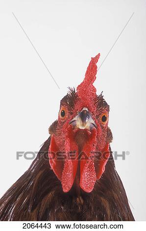 Stock Image - Rooster.. Fotosearch