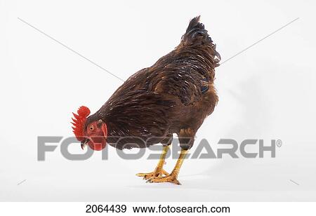 Stock Photo - Rooster.. Fotosearch