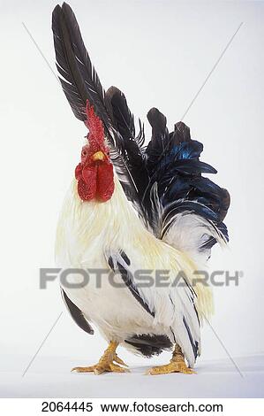 Stock Photography - Rooster.. Fotosearch