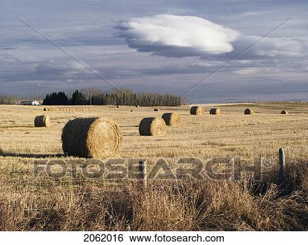 Stock Photograph - Round Bales In Field Near Cochrane, Alberta. Fotosearch