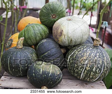 Round zucchini grown in a greenhouse; Palmer alaska united states of america View Large Photo Image Stock Photography - Round zucchini grown in a greenhouse; Palmer alaska united states of america. Fotosearch
