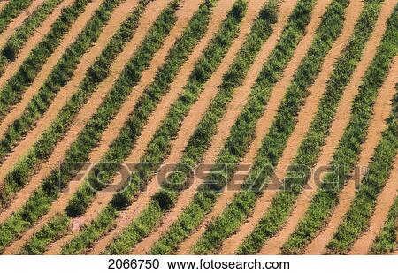 Rows Of Apple Trees, Annapolis Valley, Nova Scotia View Large Photo Image Stock Image - Rows Of Apple Trees, Annapolis Valley, Nova Scotia. Fotosearch