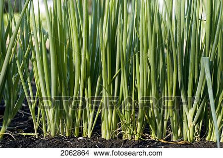 Picture - Rows Of Cooking Onions, Organic Garden, Manitoba, Canada. Fotosearch