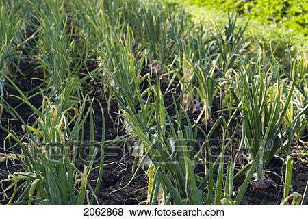 Rows Of Cooking Onions, Organic Garden, Manitoba, Canada View Large Photo Image Stock Photo - Rows Of Cooking Onions, Organic Garden, Manitoba, Canada. Fotosearch