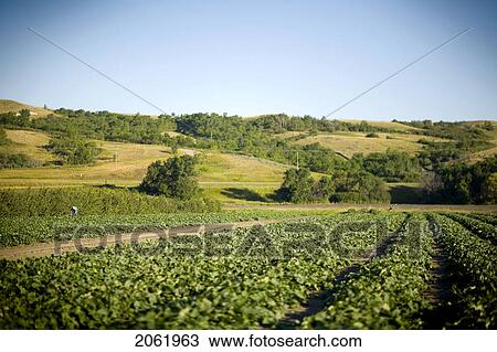 Rows Of Cucumbers, Lumsden, Saskatchewan, Canada View Large Photo Image Stock Image - Rows Of Cucumbers, Lumsden, Saskatchewan, Canada. Fotosearch