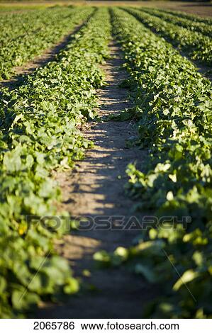 Stock Photograph - Rows Of Cucumbers, Lumsden, Saskatchewan, Canada. Fotosearch