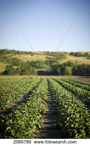 Rows Of Cucumbers, Lumsden, Saskatchewan, Canada View Large Photo Image Stock Photography - Rows Of Cucumbers, Lumsden, Saskatchewan, Canada. Fotosearch