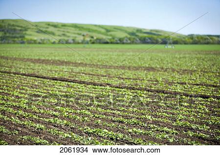 Picture - Rows Of Young Lettuce, Lumsden, Saskatchewan, Canada. Fotosearch