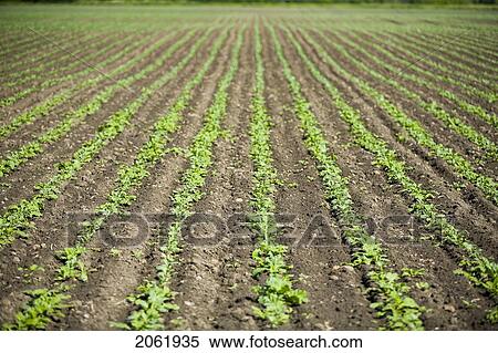 Stock Photography - Rows Of Young Lettuce, Lumsden, Saskatchewan, Canada. Fotosearch
