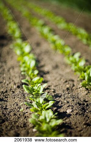 Rows Of Young Spinach, Lumsden, Saskatchewan, Canada View Large Photo Image Stock Photo - Rows Of Young Spinach, Lumsden, Saskatchewan, Canada. Fotosearch