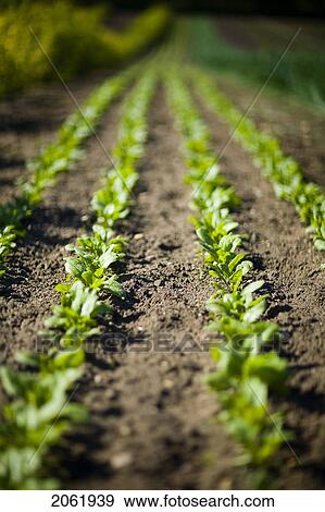 Rows Of Young Spinach, Lumsden, Saskatchewan, Canada View Large Photo Image Stock Photo - Rows Of Young Spinach, Lumsden, Saskatchewan, Canada. Fotosearch
