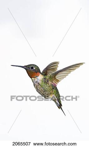 Ruby-Throated Hummingbird (Archilochus Colubris). Adult Males Have A Brilliant Red Throat And Black Chin. Fairly Common In Gardens, Nova Scotia, Canada. View Large Photo Image Stock Photo - Ruby-Throated Hummingbird (Archilochus Colubris). Adult Males Have A Brilliant Red Throat And Black Chin. Fairly Common In Gardens, Nova Scotia, Canada.. Fotosearch