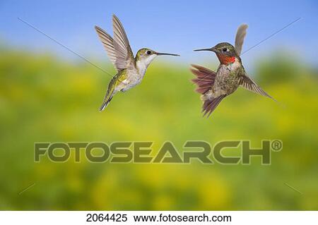 Ruby-Throated Hummingbird (Archilochus Colubris). Male & Female. Adult Males Have A Brilliant Red Throat And Black Chin. Fairly Common In Gardens, Nova Scotia, Canada. View Large Photo Image Stock Photography - Ruby-Throated Hummingbird (Archilochus Colubris). Male & Female. Adult Males Have A Brilliant Red Throat And Black Chin. Fairly Common In Gardens, Nova Scotia, Canada.. Fotosearch