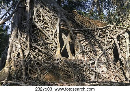 Ruins of part of a colonial british jail on ross island a short boat ride from the capital of the andamans; Port blair andaman islands india View Large Photo Image Stock Image - Ruins of part of a colonial british jail on ross island a short boat ride from the capital of the andamans; Port blair andaman islands india. Fotosearch