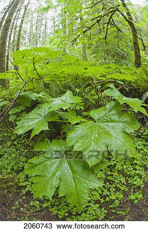 Salal (Gaultheria Shallon) In Olympic National Park View Large Photo Image Stock Image - Salal (Gaultheria Shallon) In Olympic National Park. Fotosearch