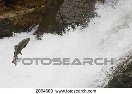Stock Image - Salmon Jumping Up A Waterfall To Spawn, Stamp Falls, Port Alberni, Canada. Fotosearch