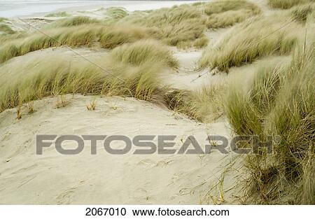 Stock Image - Sand Dunes And Beach Grass In The Wind, Oregon Coast, Oregon, Usa. Fotosearch