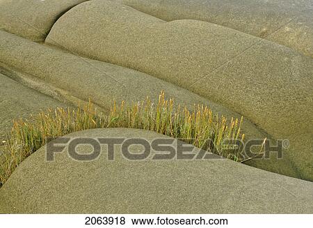 Stock Photo - Sandstone Rocks, Hornby Island Bc. Fotosearch