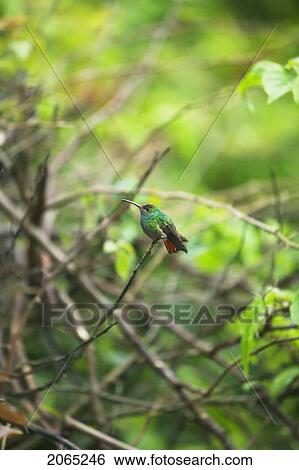 Scintillant Hummingbird View Large Photo Image Stock Photograph - Scintillant Hummingbird. Fotosearch