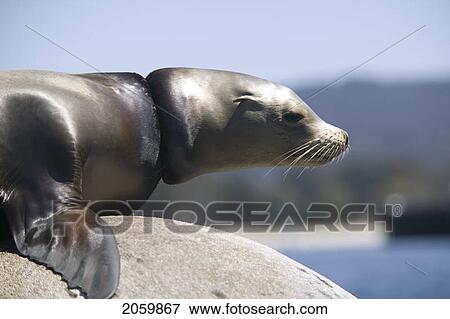 Sea Lion With A Piece Of Rope Lodged Around Its Neck, Monterey Bay, California View Large Photo Image Stock Photo - Sea Lion With A Piece Of Rope Lodged Around Its Neck, Monterey Bay, California. Fotosearch
