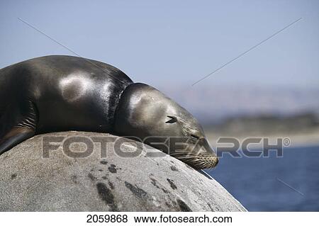 Sea Lion With A Piece Of Rope Lodged Around Its Neck. Monterey Bay, California View Large Photo Image Stock Photo - Sea Lion With A Piece Of Rope Lodged Around Its Neck. Monterey Bay, California. Fotosearch