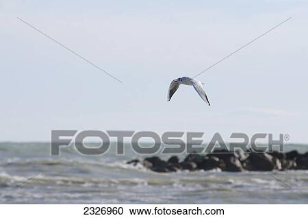 Seagull in flight with wavy sea and rocks in background; Porto san giorgio marche italy View Large Photo Image Stock Image - Seagull in flight with wavy sea and rocks in background; Porto san giorgio marche italy. Fotosearch