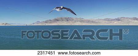 Seagull Over Pyramid Lake; Nevada United States Of America View Large Photo Image Stock Image - Seagull Over Pyramid Lake; Nevada United States Of America. Fotosearch