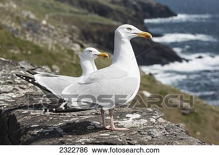 Stock Photograph - Seagulls on slea head; Dingle county kerry ireland. Fotosearch