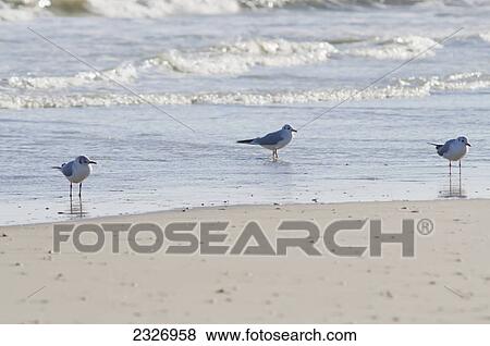 Stock Photo - Seagulls on the seashore; Porto san giorgio marche italy. Fotosearch