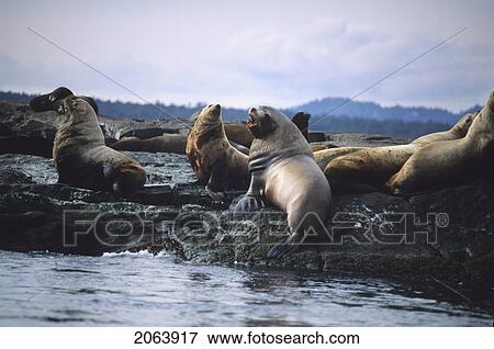 Stock Photo - Seal Rock, Near Victoria, Is Home To Sea Lions. Fotosearch