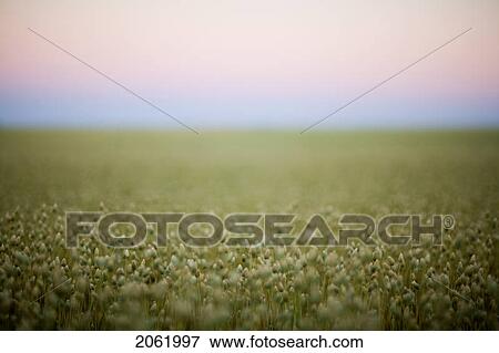 Stock Photo - Selective Focus Of Plants In Field Of Canary Seed, Saskatchewan, Canada. Fotosearch
