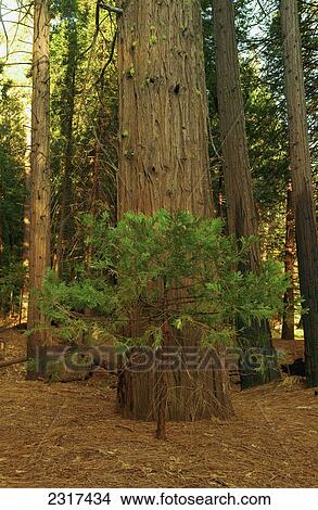 Sequoia Trees; California United States Of America View Large Photo Image Picture - Sequoia Trees; California United States Of America. Fotosearch