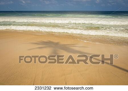 Stock Image - Shadow of a palm tree on the sand at praia do boldro; Fernando de noronha pernambuco brazil. Fotosearch