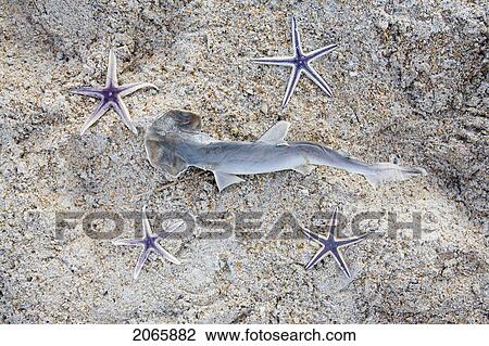Shark And Starfish On A Beach, Jacksonville, Florida View Large Photo Image Stock Image - Shark And Starfish On A Beach, Jacksonville, Florida. Fotosearch