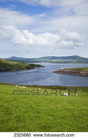 Stock Image - Sheep grazing in a field at the entrance to the dingle harbour; County kerry ireland. Fotosearch
