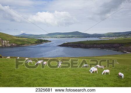 Sheep grazing in a field at the entrance to the dingle harbour; County kerry ireland View Large Photo Image Stock Image - Sheep grazing in a field at the entrance to the dingle harbour; County kerry ireland. Fotosearch