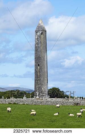 Sheep grazing in a field by a cemetery and round tower; Kilmacduagh county galway ireland View Large Photo Image Stock Image - Sheep grazing in a field by a cemetery and round tower; Kilmacduagh county galway ireland. Fotosearch