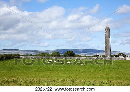 Stock Image - Sheep grazing in a field by a cemetery and round tower; Kilmacduagh county galway ireland. Fotosearch