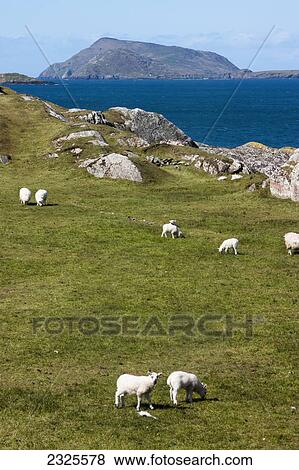 Sheep grazing in a grassy field on lambs head; County kerry ireland View Large Photo Image Stock Photo - Sheep grazing in a grassy field on lambs head; County kerry ireland. Fotosearch