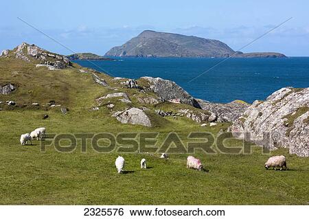 Sheep grazing in a grassy field on lambs head; County kerry ireland View Large Photo Image Stock Photograph - Sheep grazing in a grassy field on lambs head; County kerry ireland. Fotosearch